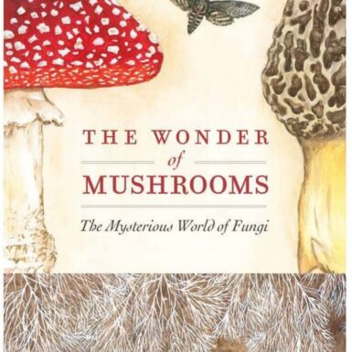 The Wonder of Mushrooms